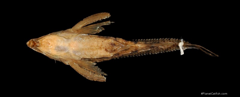 Rhynchodoras xingui