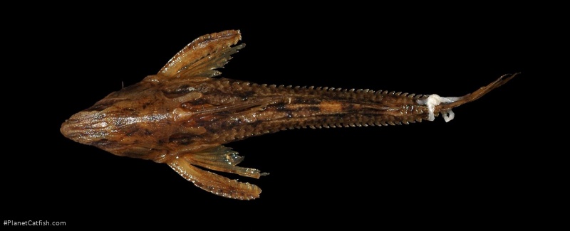 Rhynchodoras xingui