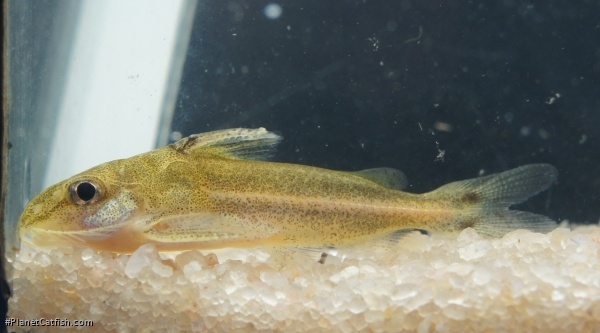 Tenellus leporhinus