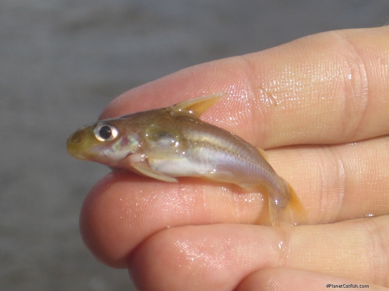 Trachydoras microstomus