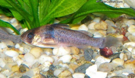Brachyrhamdia imitator