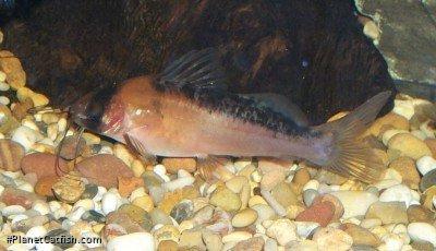 Brachyrhamdia rambarrani