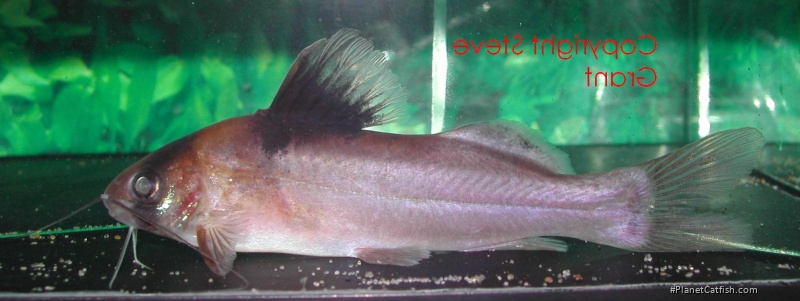 Brachyrhamdia sp. (2)