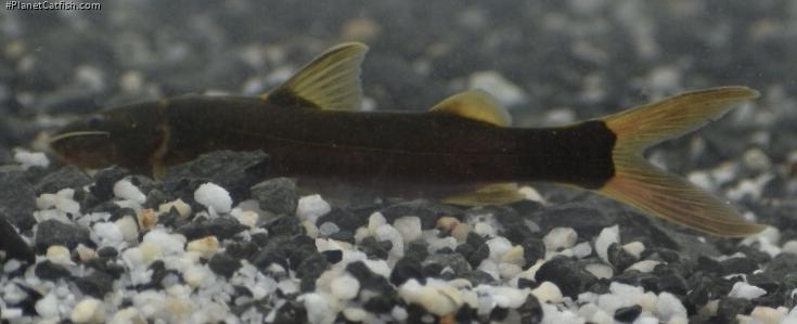 Cetopsorhamdia nasus