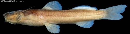 Cetopsorhamdia sp. (1)