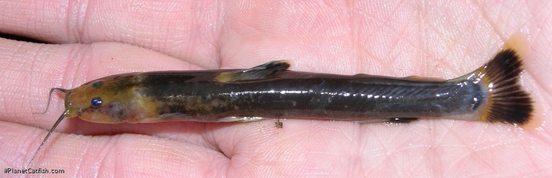 Chasmocranus longior