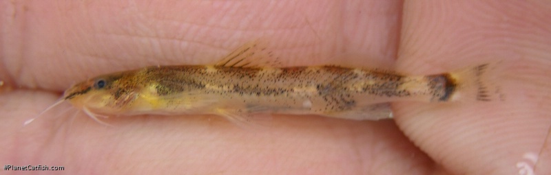 Imparfinis cf. stictonotus