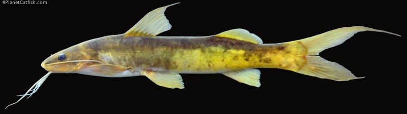 Imparfinis guttatus
