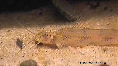Imparfinis minutus