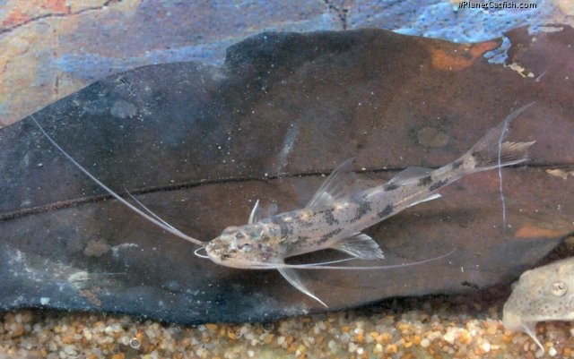 Imparfinis pseudonemacheir