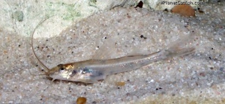 Imparfinis pseudonemacheir