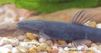 Imparfinis sp. (1)