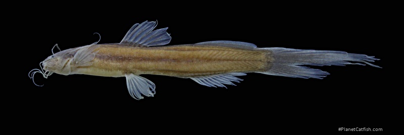 Nemuroglanis furcatus