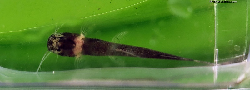 Pariolius armillatus