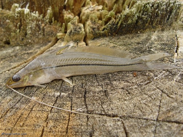 Pimelodella cristata