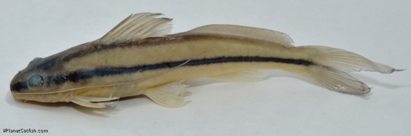 Pimelodella floridablancaensis
