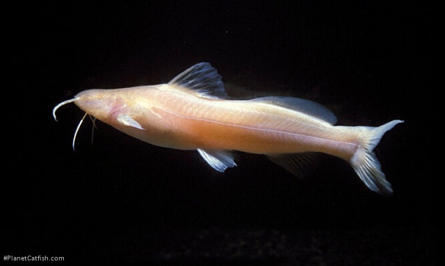 Pimelodella kronei