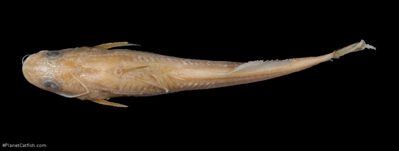 Pimelodella vittata