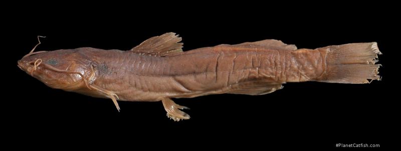 Rhamdia laticauda