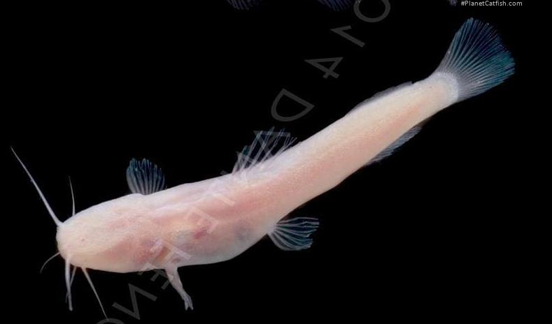 Rhamdiopsis sp. (1)