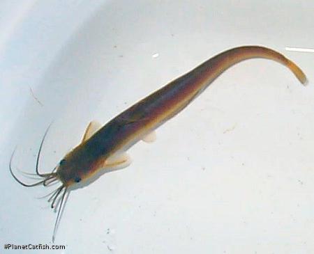 Heteropneustes fossilis