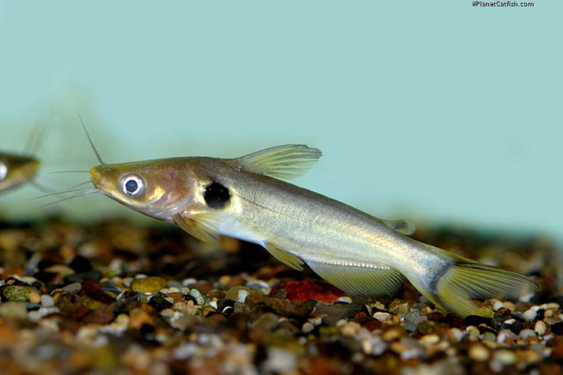 Horabagrus brachysoma