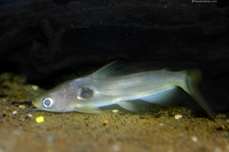 Horabagrus brachysoma