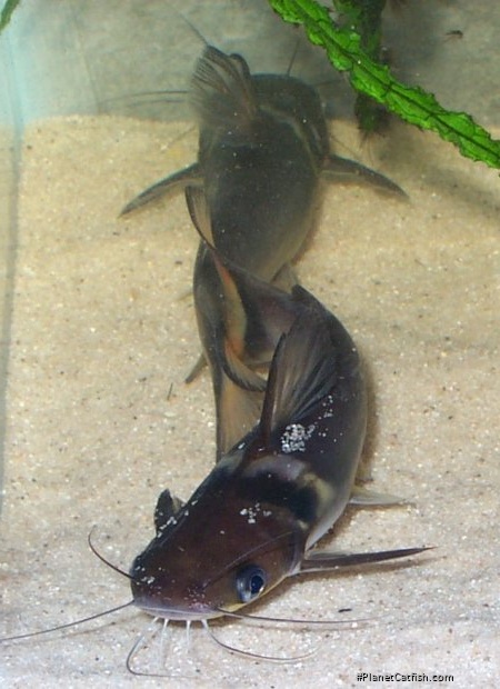 Horabagrus nigricollaris