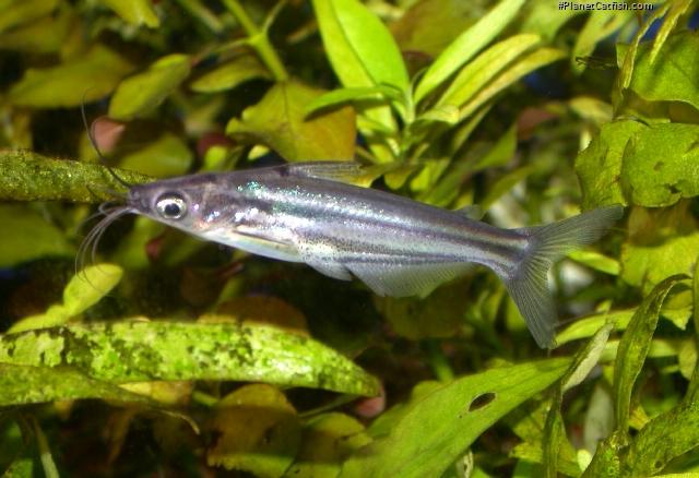 Pseudeutropius brachypopterus