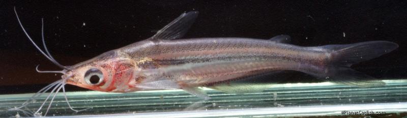 Pseudeutropius brachypopterus