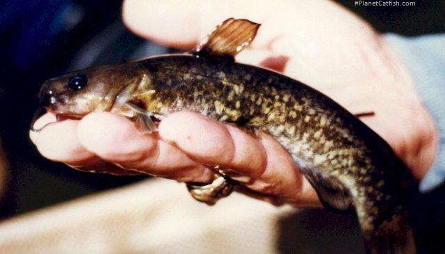 Ameiurus brunneus