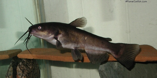 Ameiurus melas
