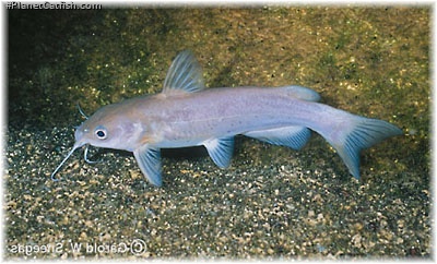 Ictalurus lupus