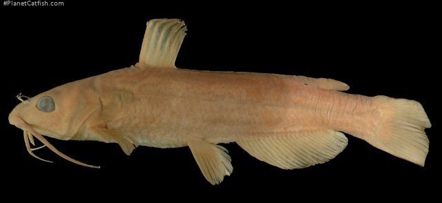 Ictalurus lupus