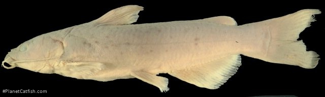 Ictalurus pricei