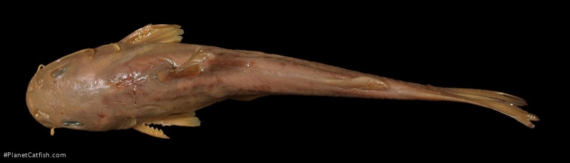 Ictalurus pricei