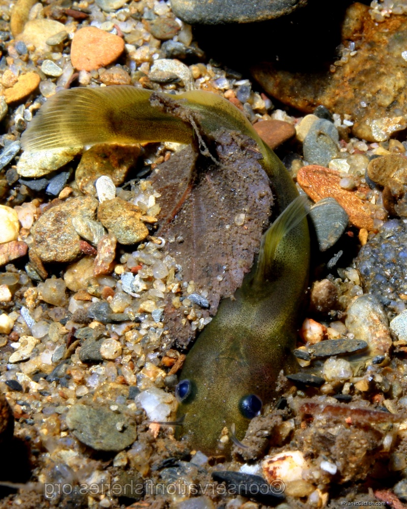 Noturus baileyi