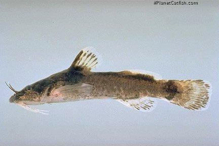 Noturus eleutherus