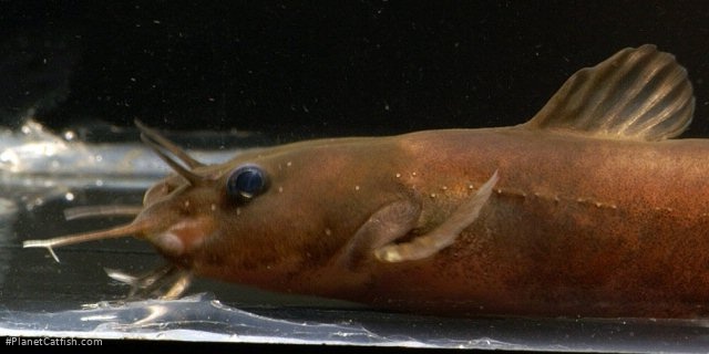 Noturus exilis