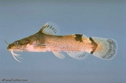 Noturus flavipinnis