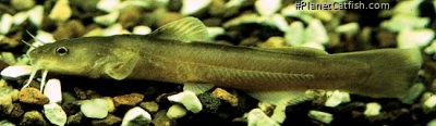 Noturus flavus