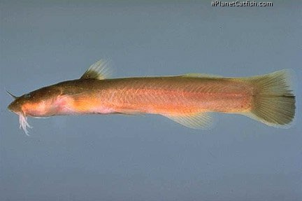 Noturus gilberti