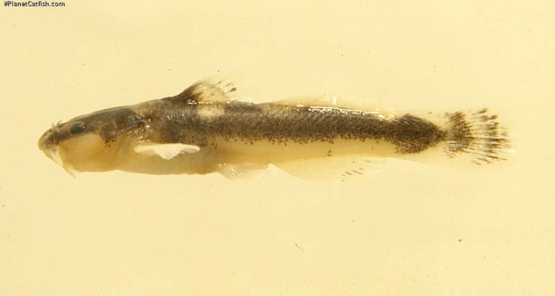 Noturus hildebrandi