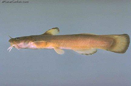 Noturus insignis