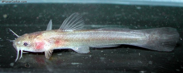 Noturus leptacanthus