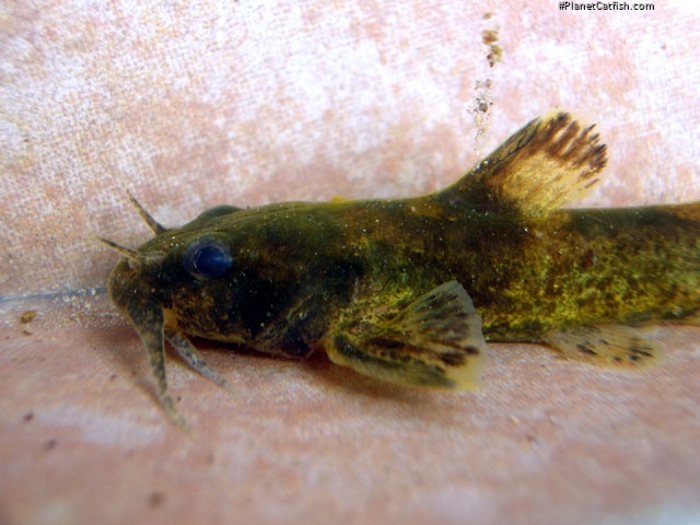 Noturus munitus