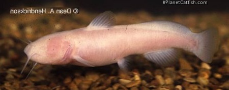 Prietella phreatophila