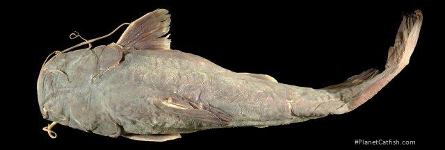 Lacantunia enigmatica