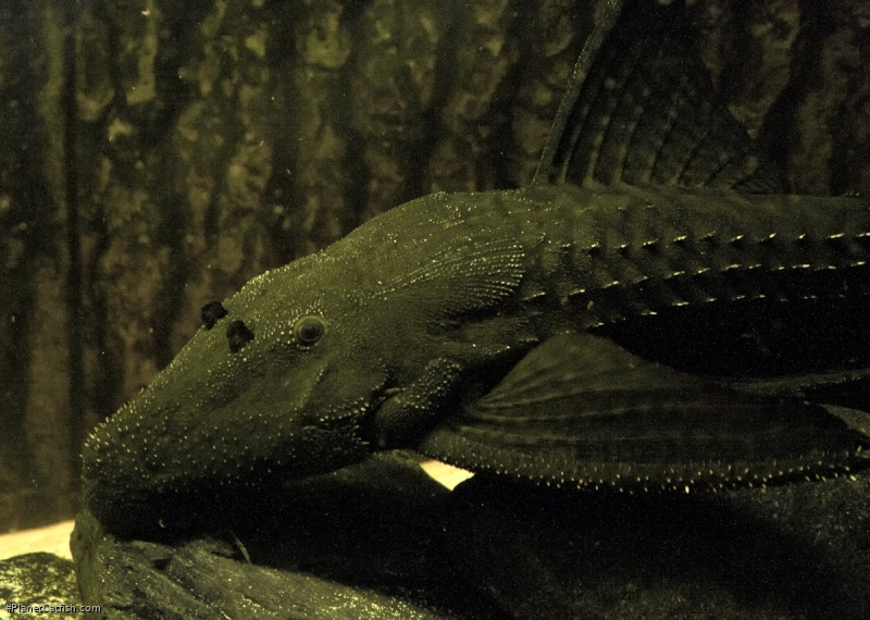 Acanthicus hystrix
