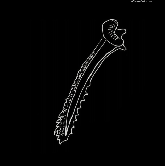 Acestridium dichromum